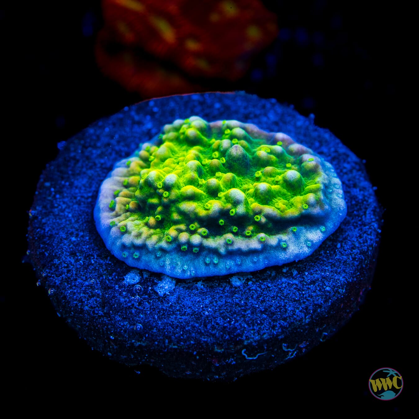 WWC Money Shot Montipora