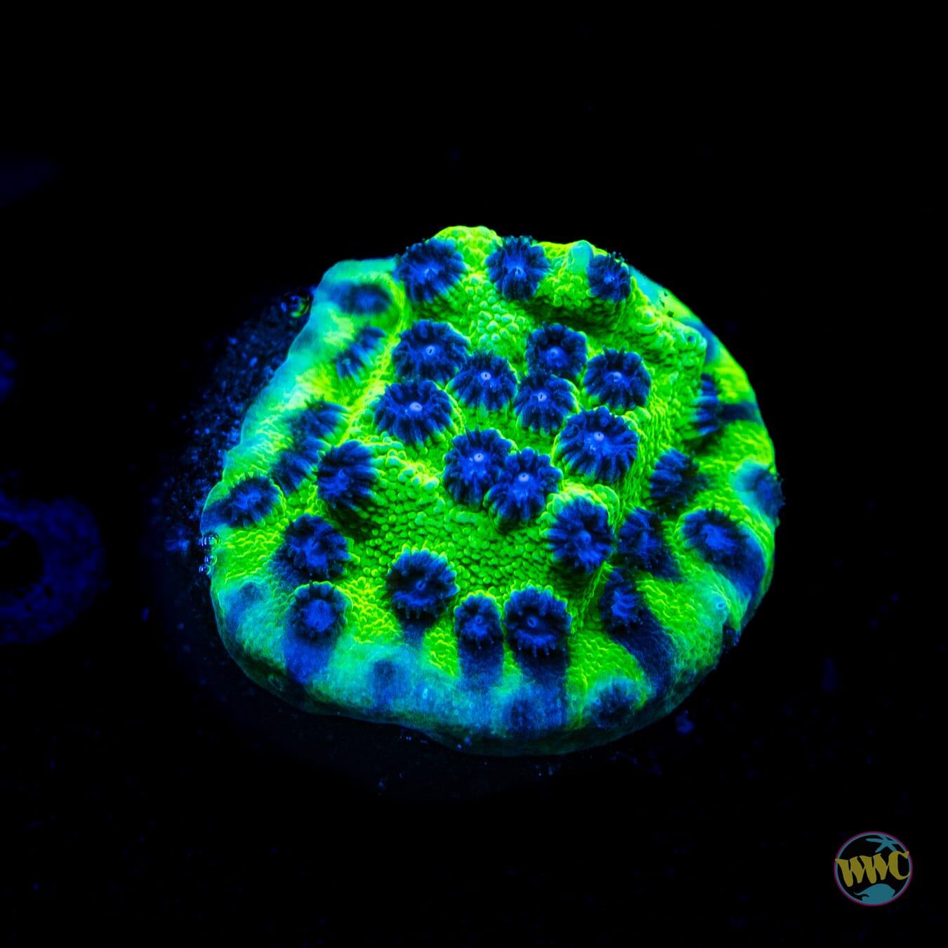 Jason Fox Master PPE Cyphastrea