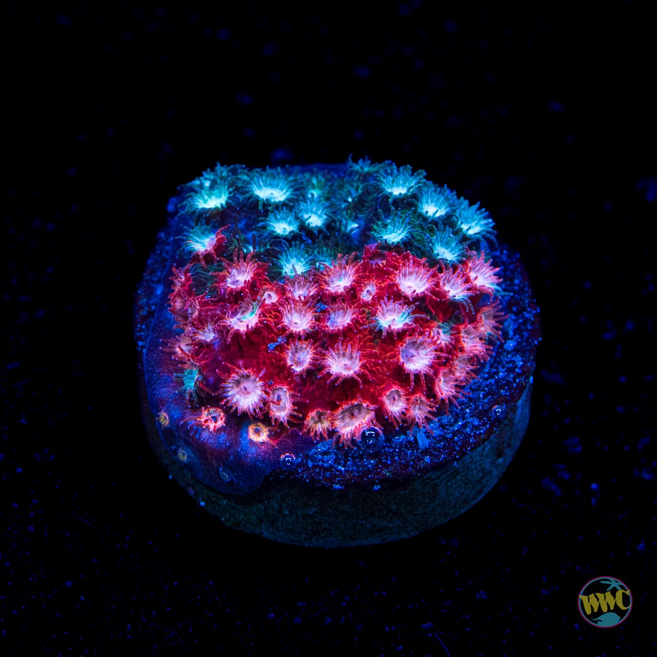 Jason Fox Fender Bender Cyphastrea