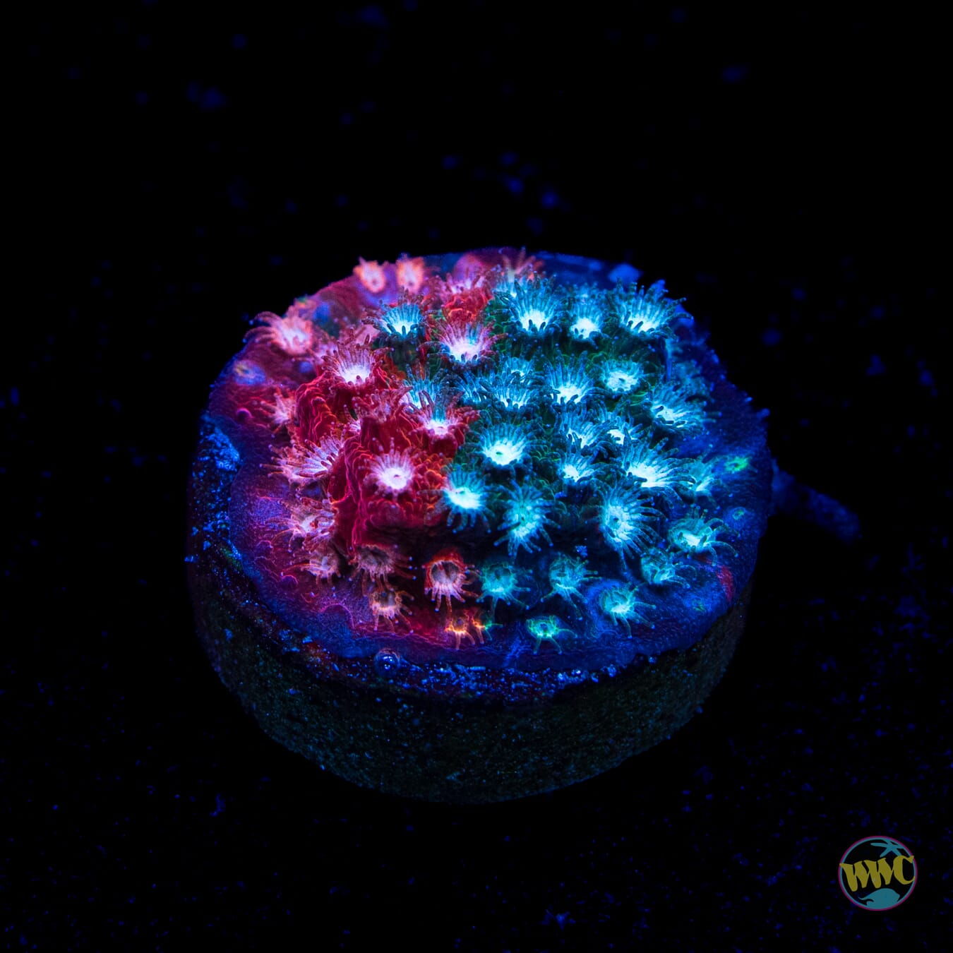 Jason Fox Fender Bender Cyphastrea