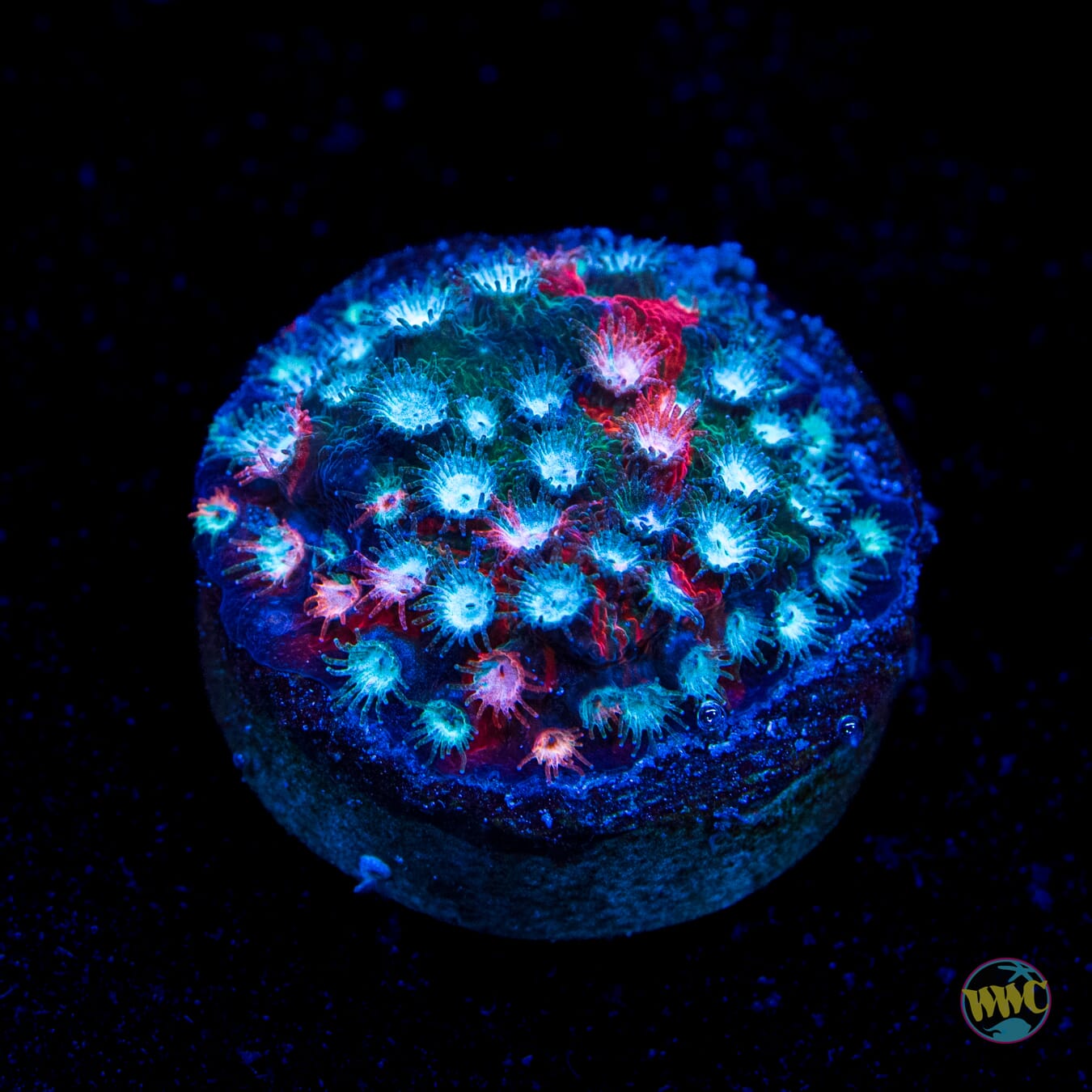 Jason Fox Fender Bender Cyphastrea