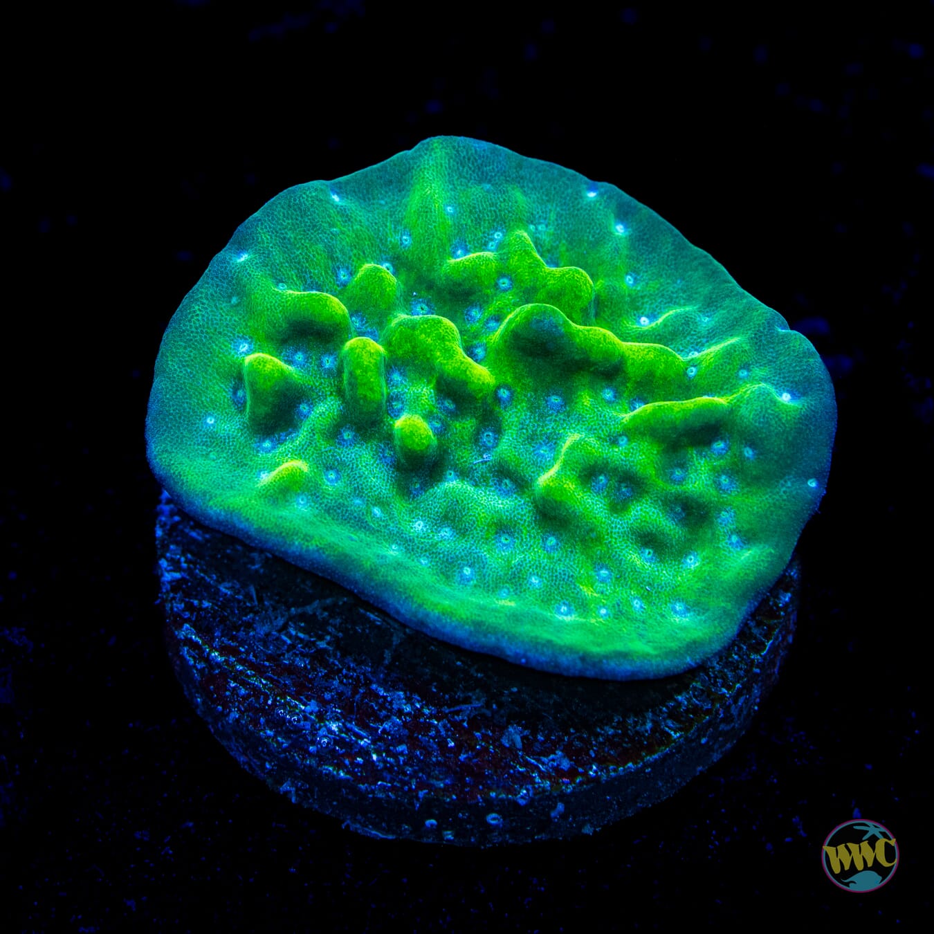 Lucky Charmz Montipora