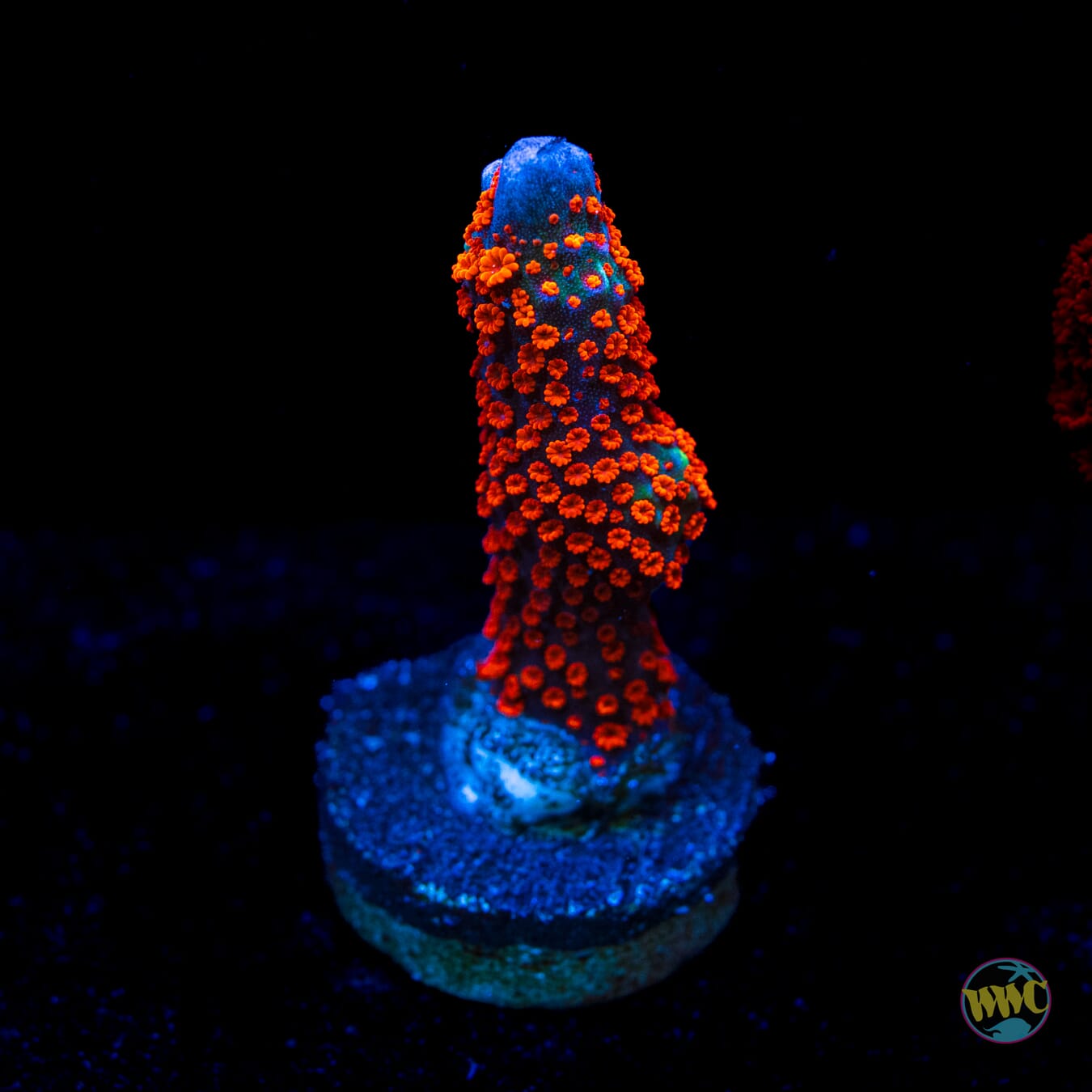 Forest Fire Digitata Montipora