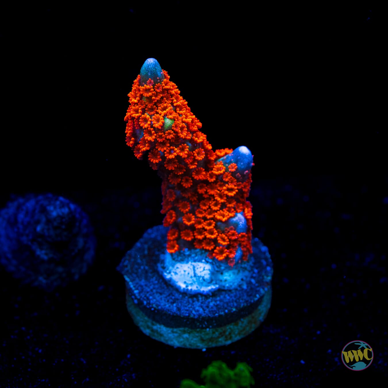 Forest Fire Digitata Montipora