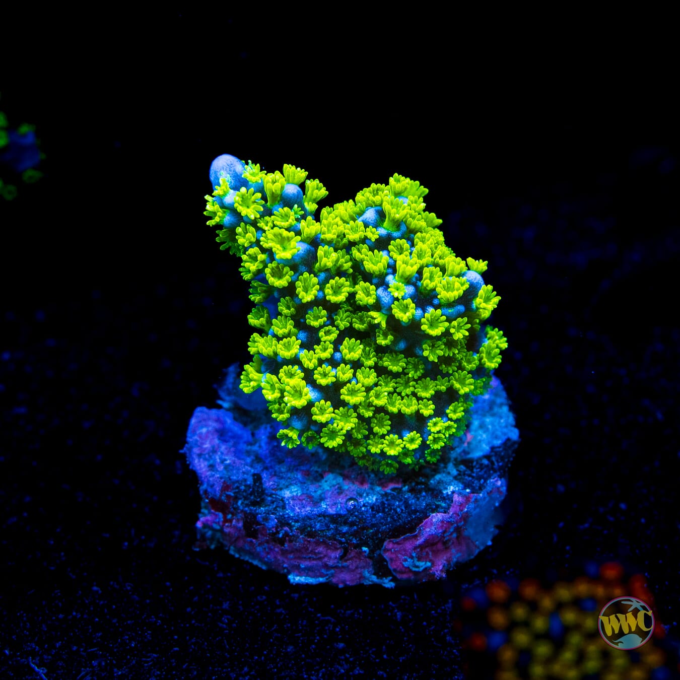 Tubbs Stellata Montipora