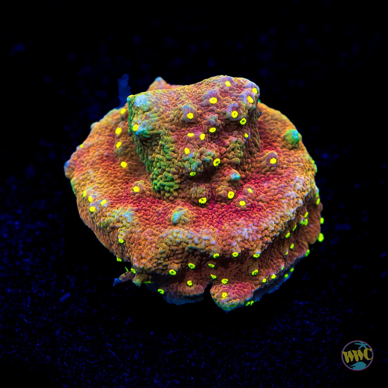 Habanero Montipora