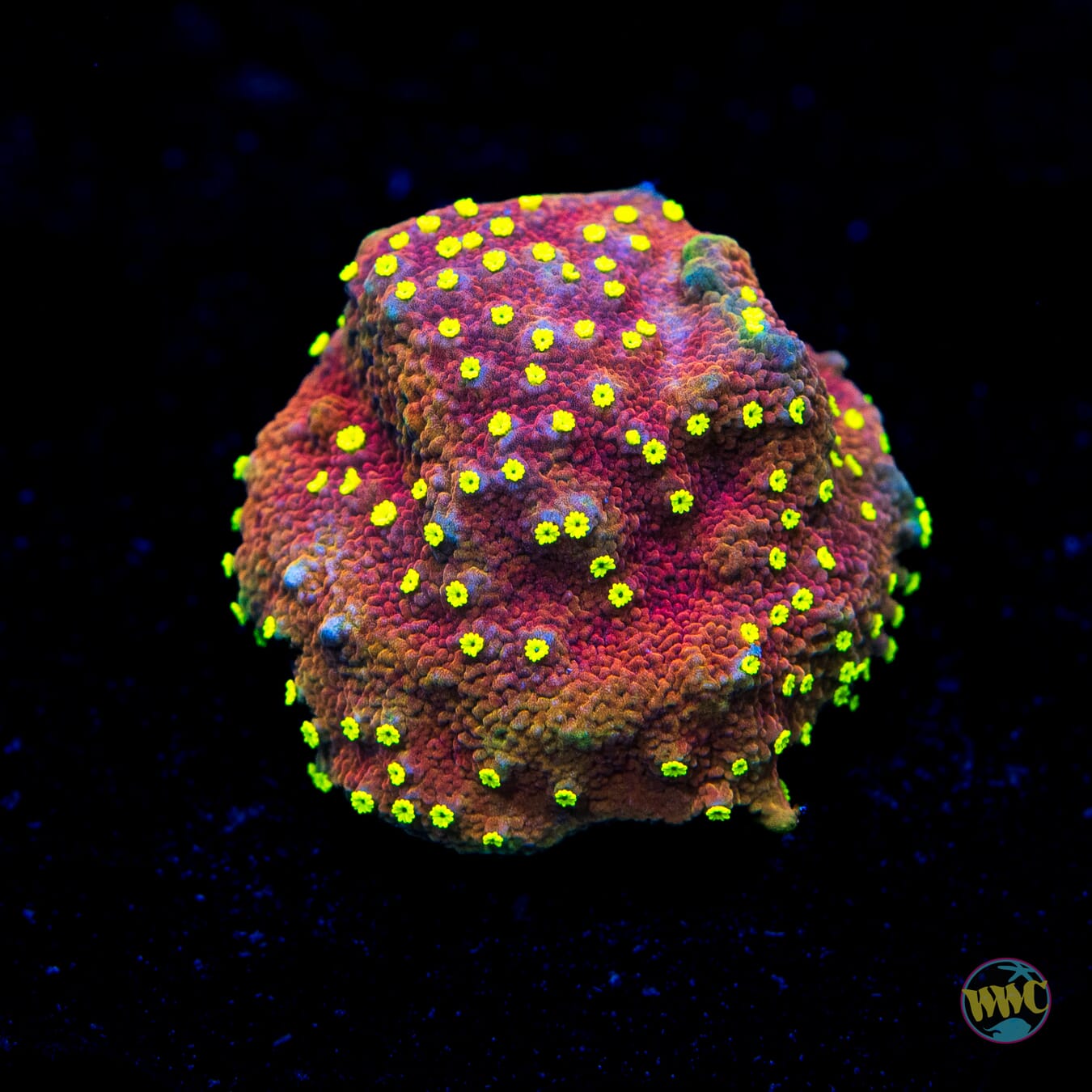 Habanero Montipora