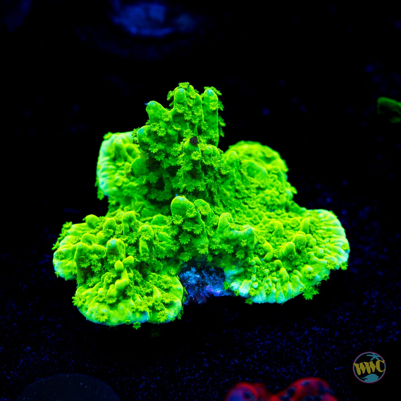 Sour Apple Hirsuta Montipora