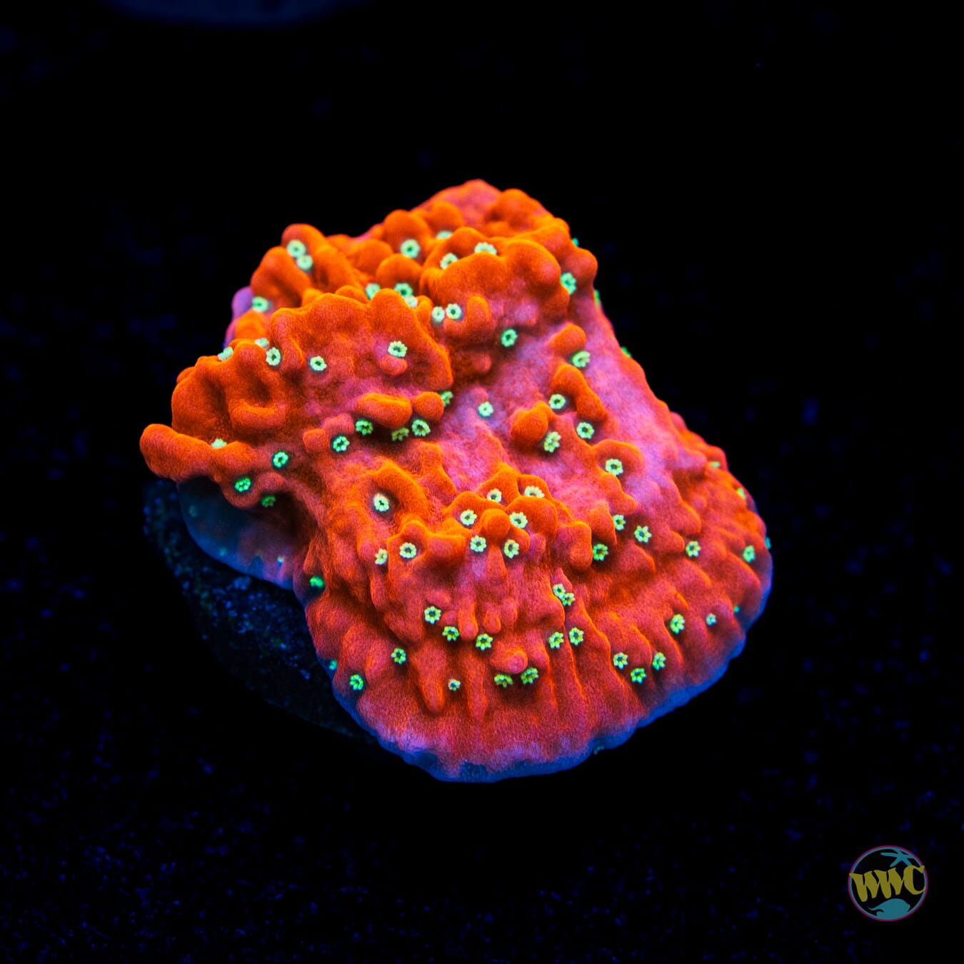 Jason Fox Snow Cap Montipora