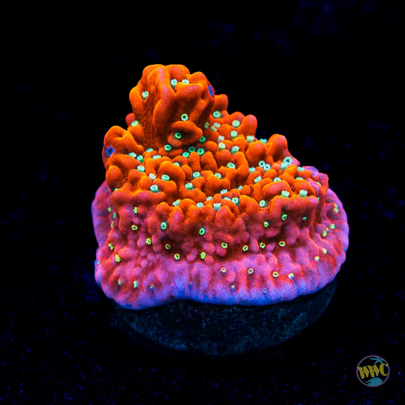 Jason Fox Snow Cap Montipora