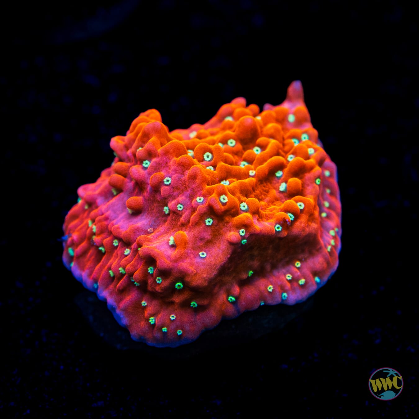 Jason Fox Snow Cap Montipora
