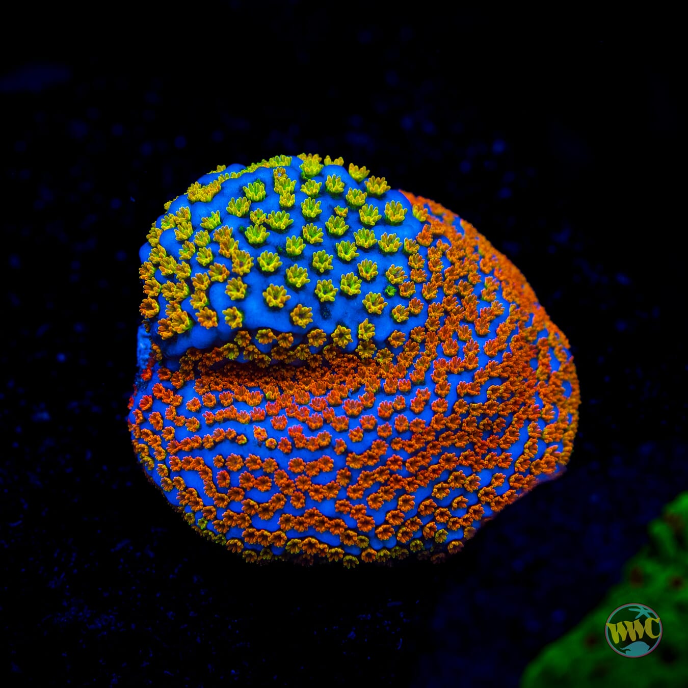 Rainbow Montipora
