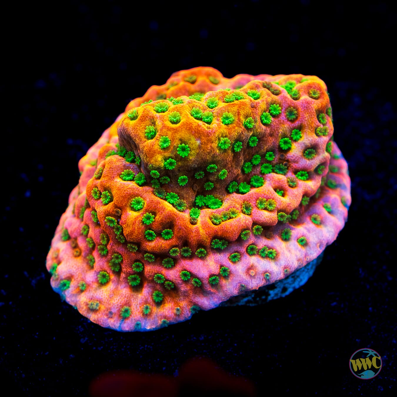 WWC Cherry Tree Montipora