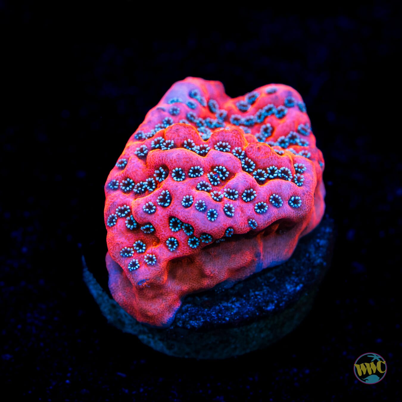 WWC Dragonfruit Montipora