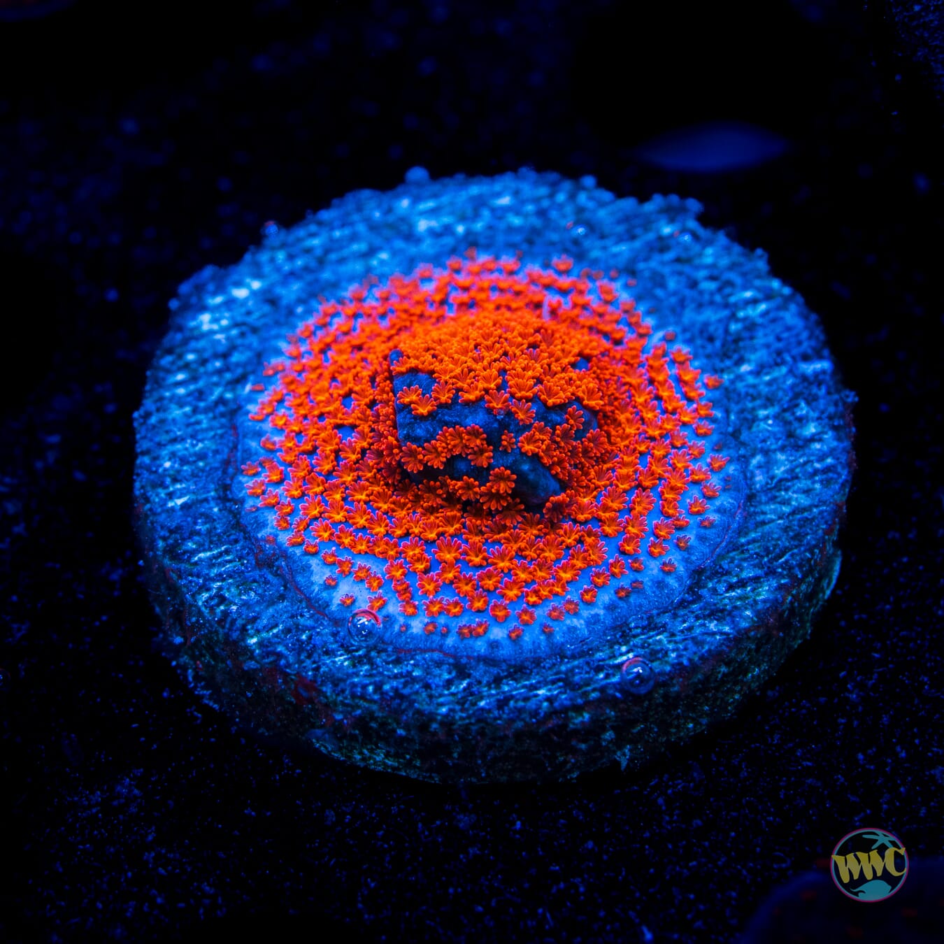 WWC Superman Montipora
