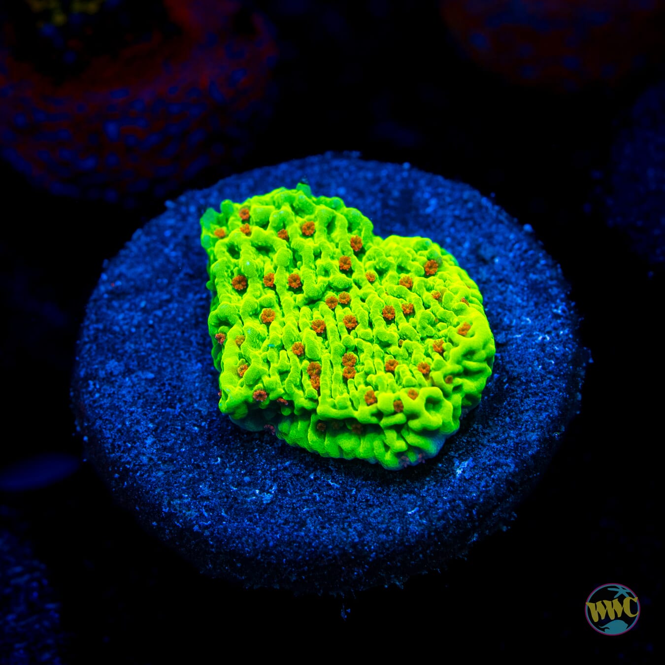 WWC Cousin Eddie's Toxic Montipora
