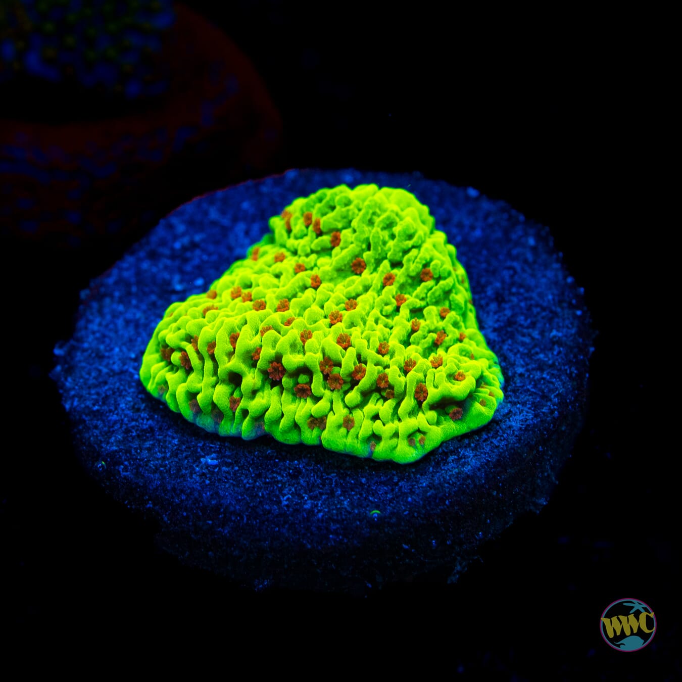 WWC Cousin Eddie's Toxic Montipora