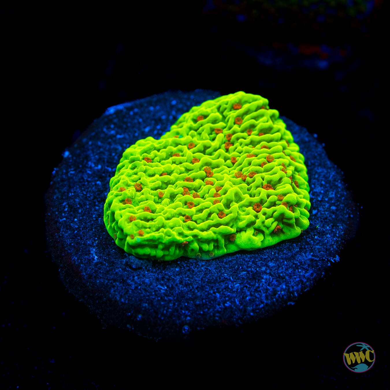 WWC Cousin Eddie's Toxic Montipora