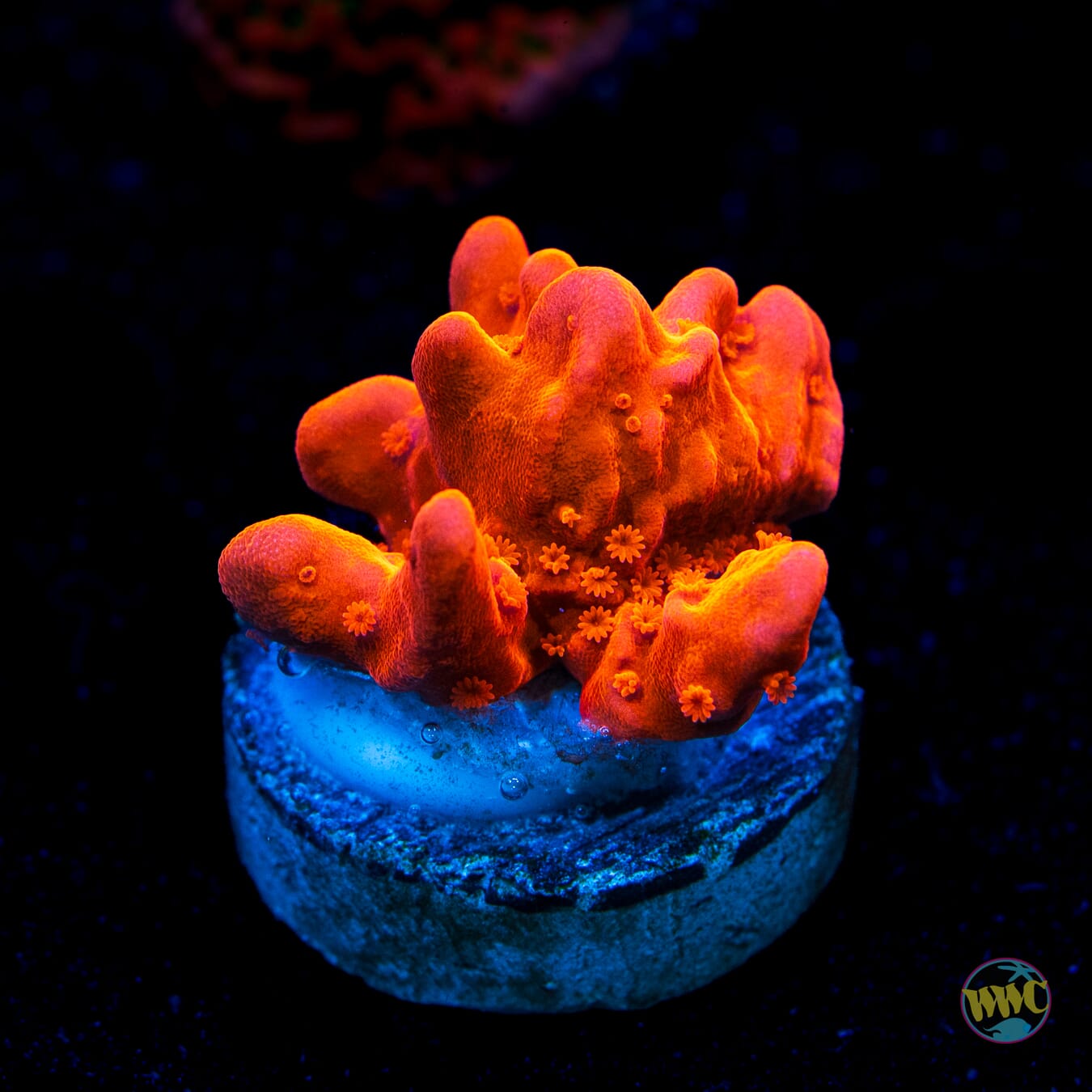 Tyree Orange Setosa Montipora