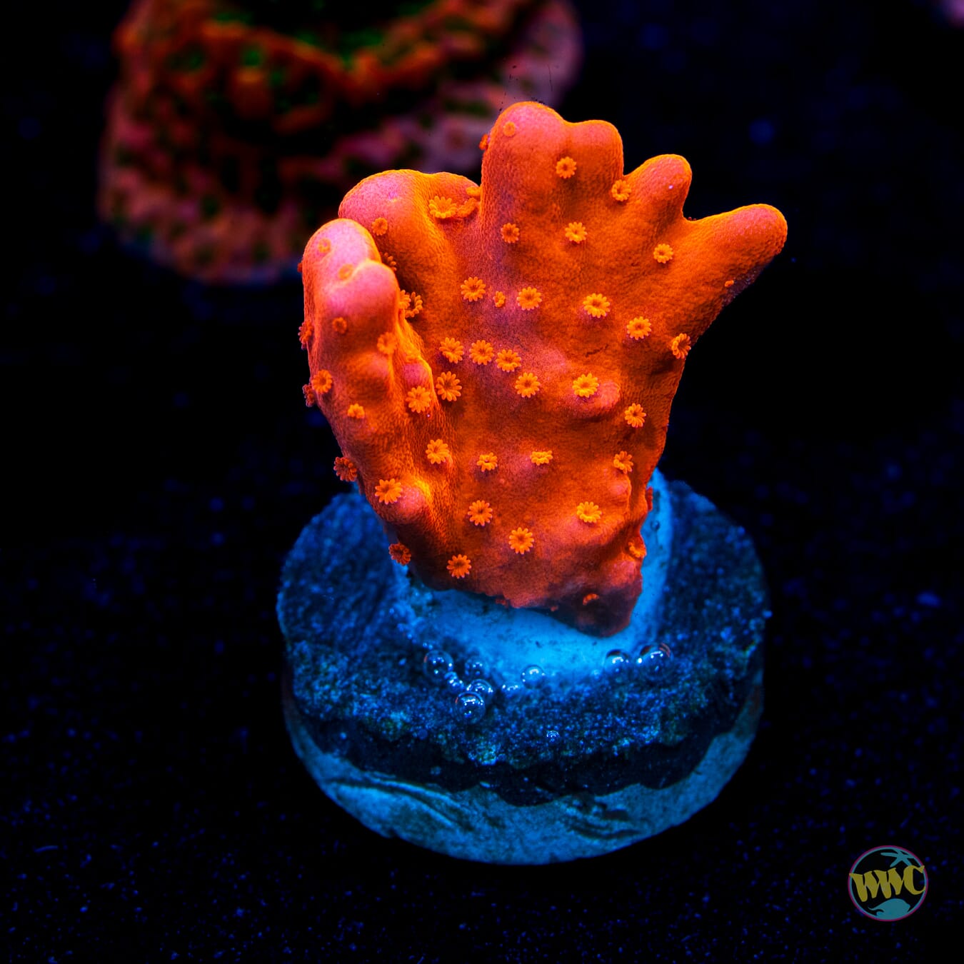 Tyree Orange Setosa Montipora