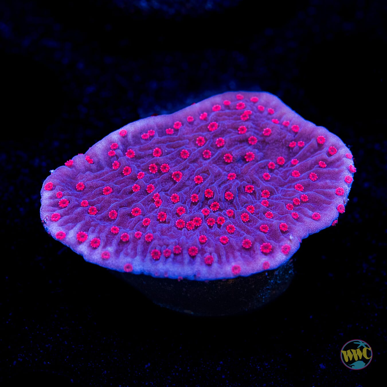 Red Roses Montipora