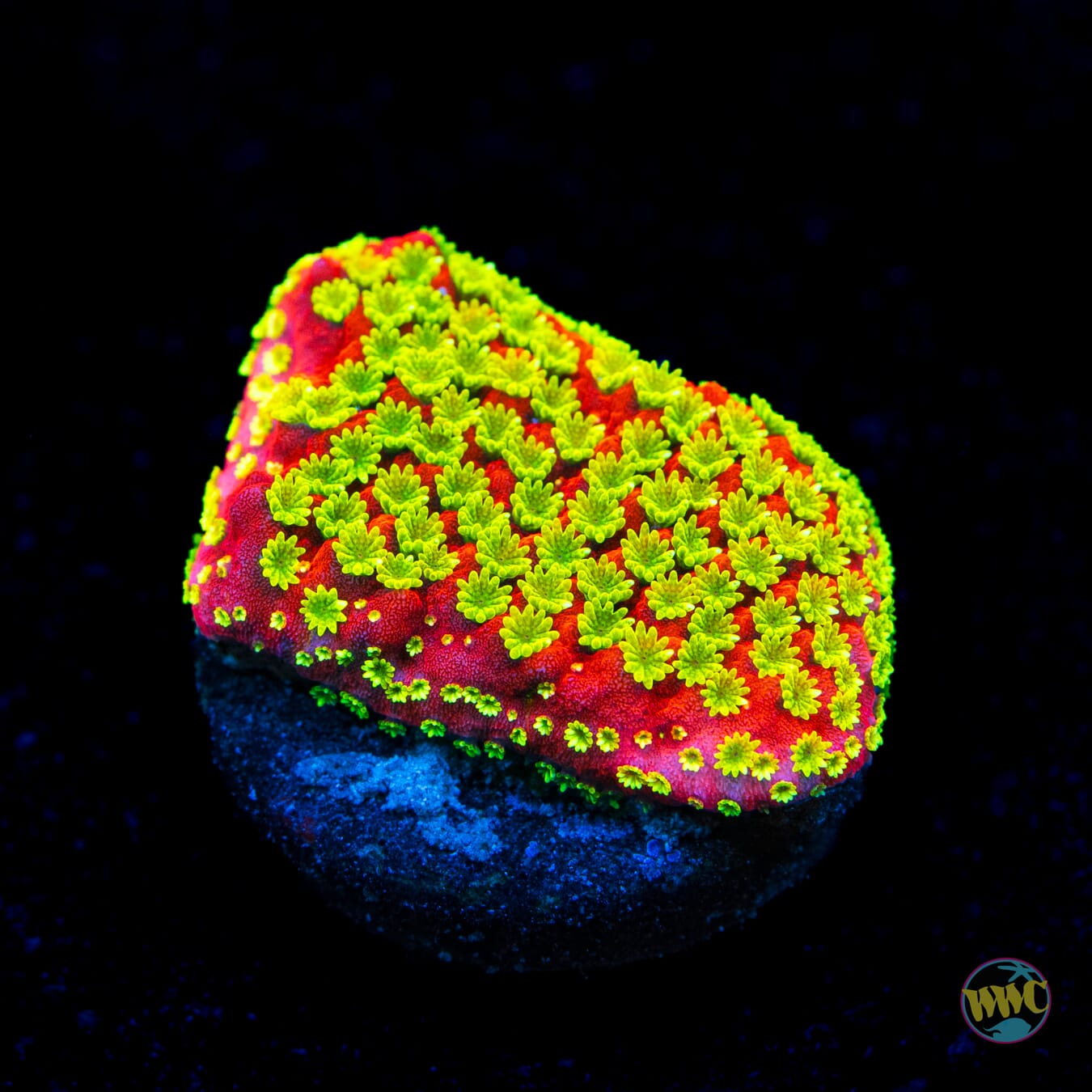Sunset Montipora
