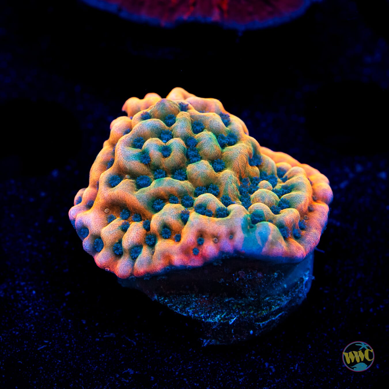 Jason Fox Altered Ego Montipora