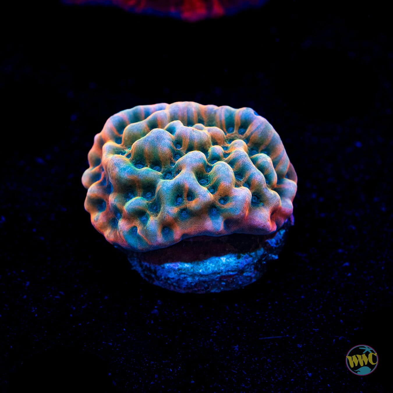 Jason Fox Altered Ego Montipora