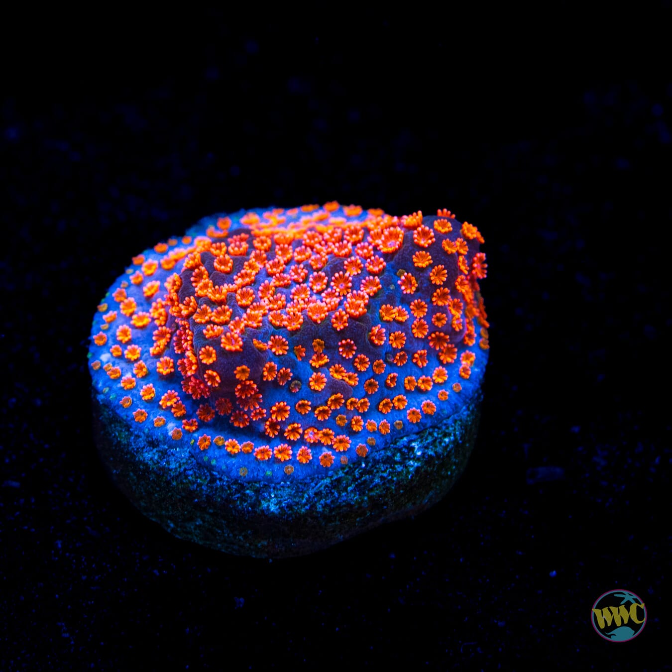 Jason Fox Dizzy Spell Montipora