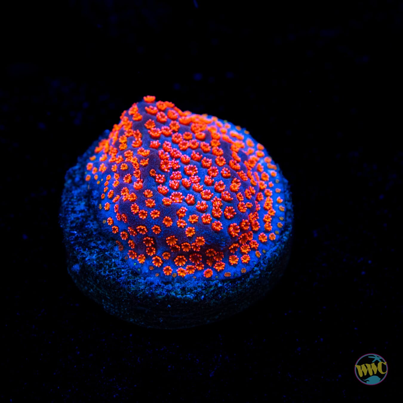 Jason Fox Dizzy Spell Montipora