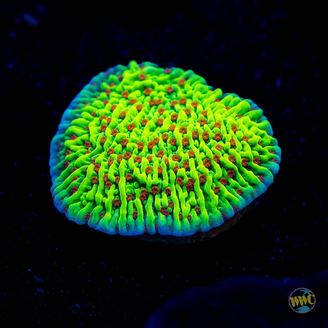 WWC Cousin Eddie's Toxic Montipora