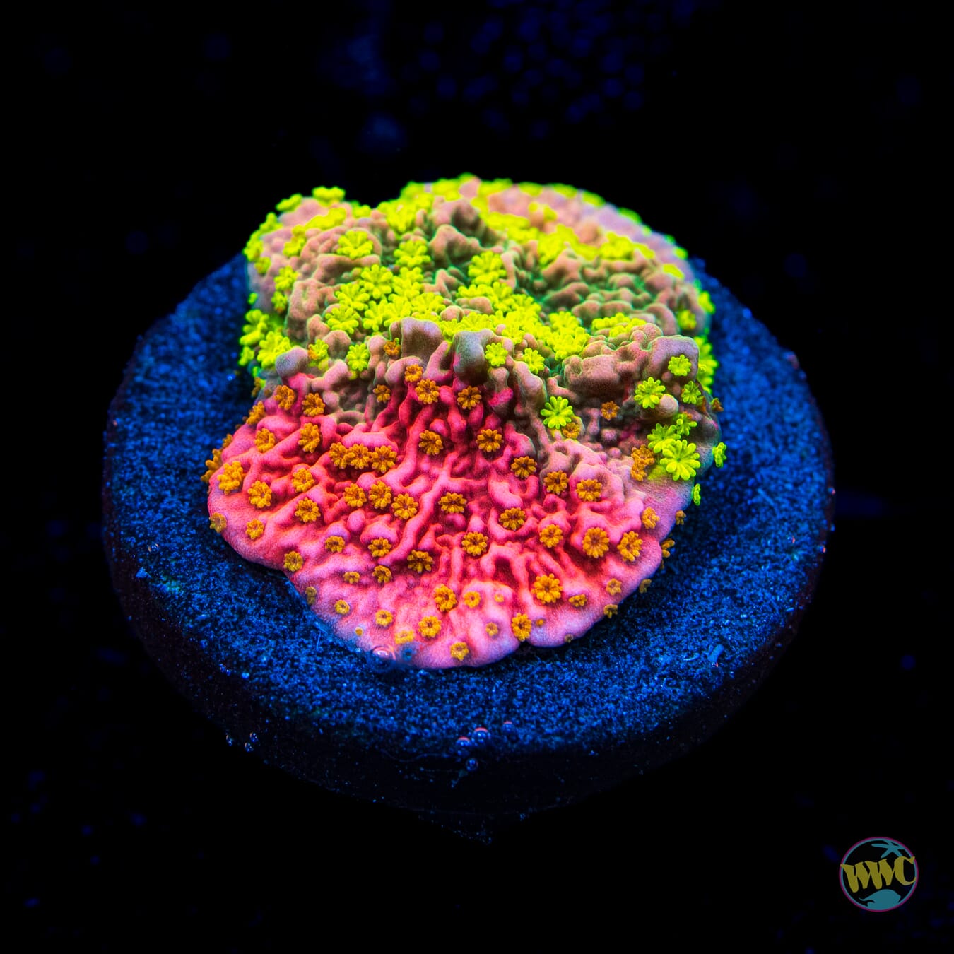 WWC Sunfire Grafted Cap Montipora