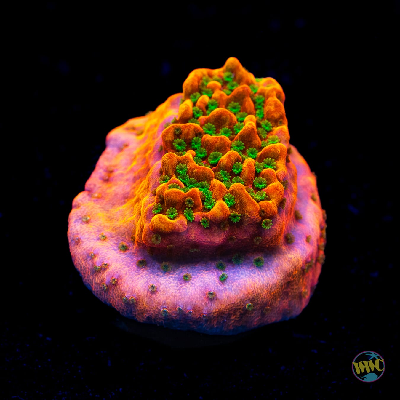 WWC Cherry Tree Montipora
