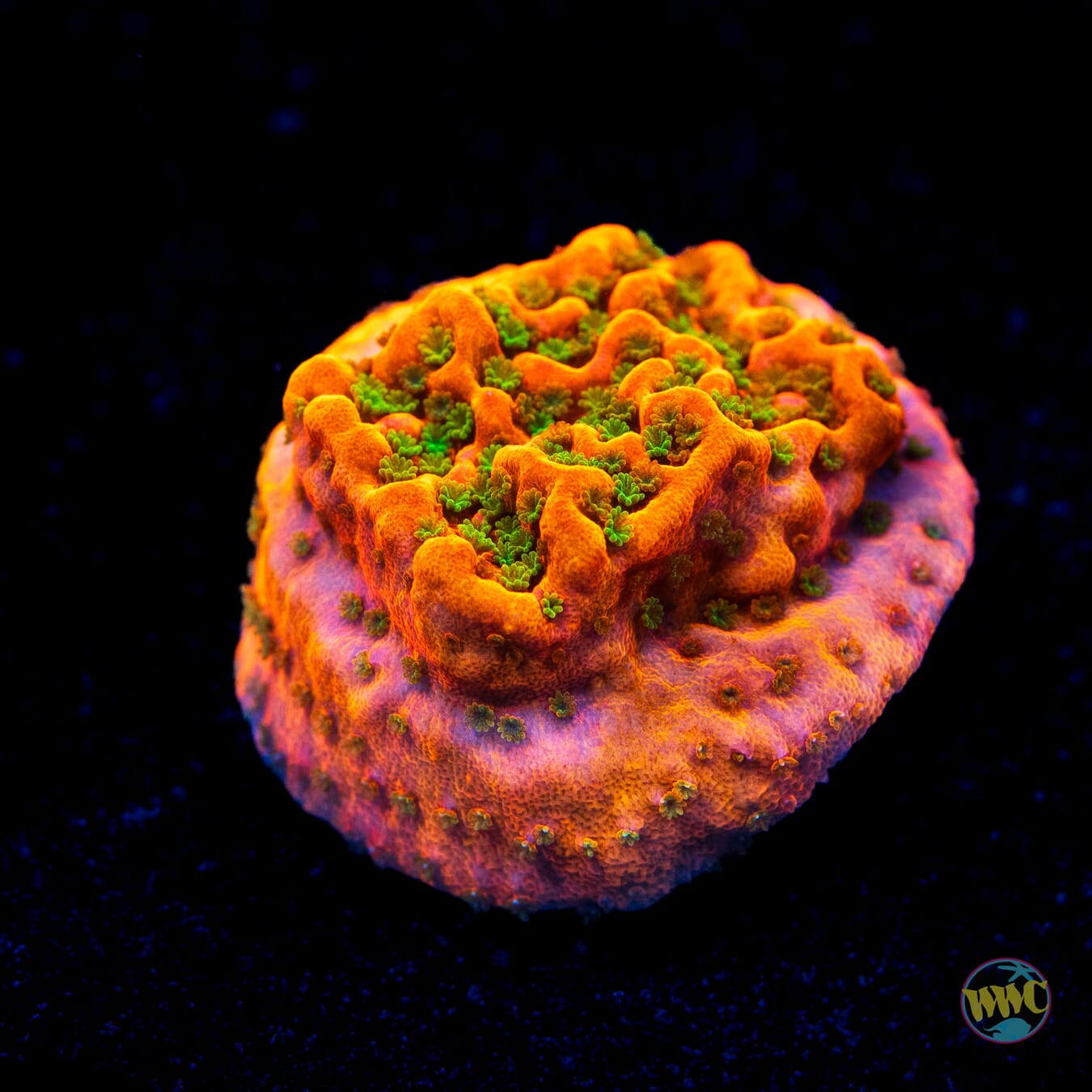 WWC Cherry Tree Montipora