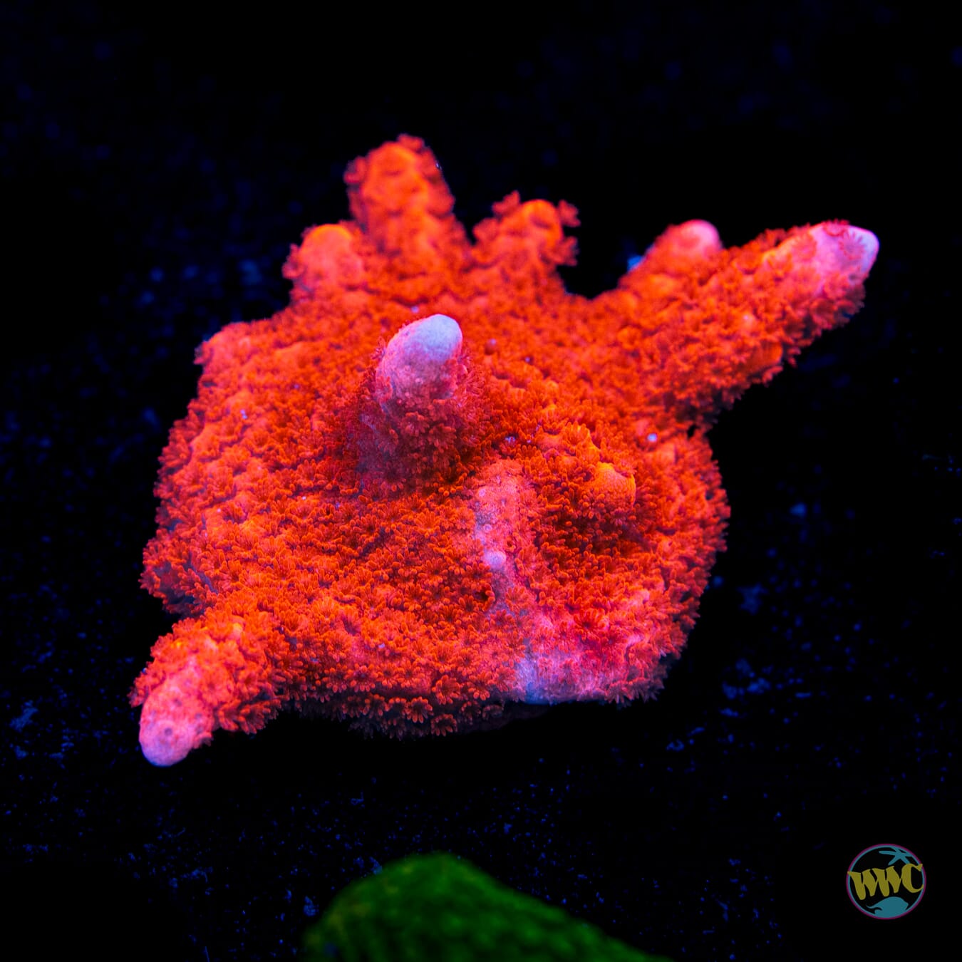 Red Digitata Montipora