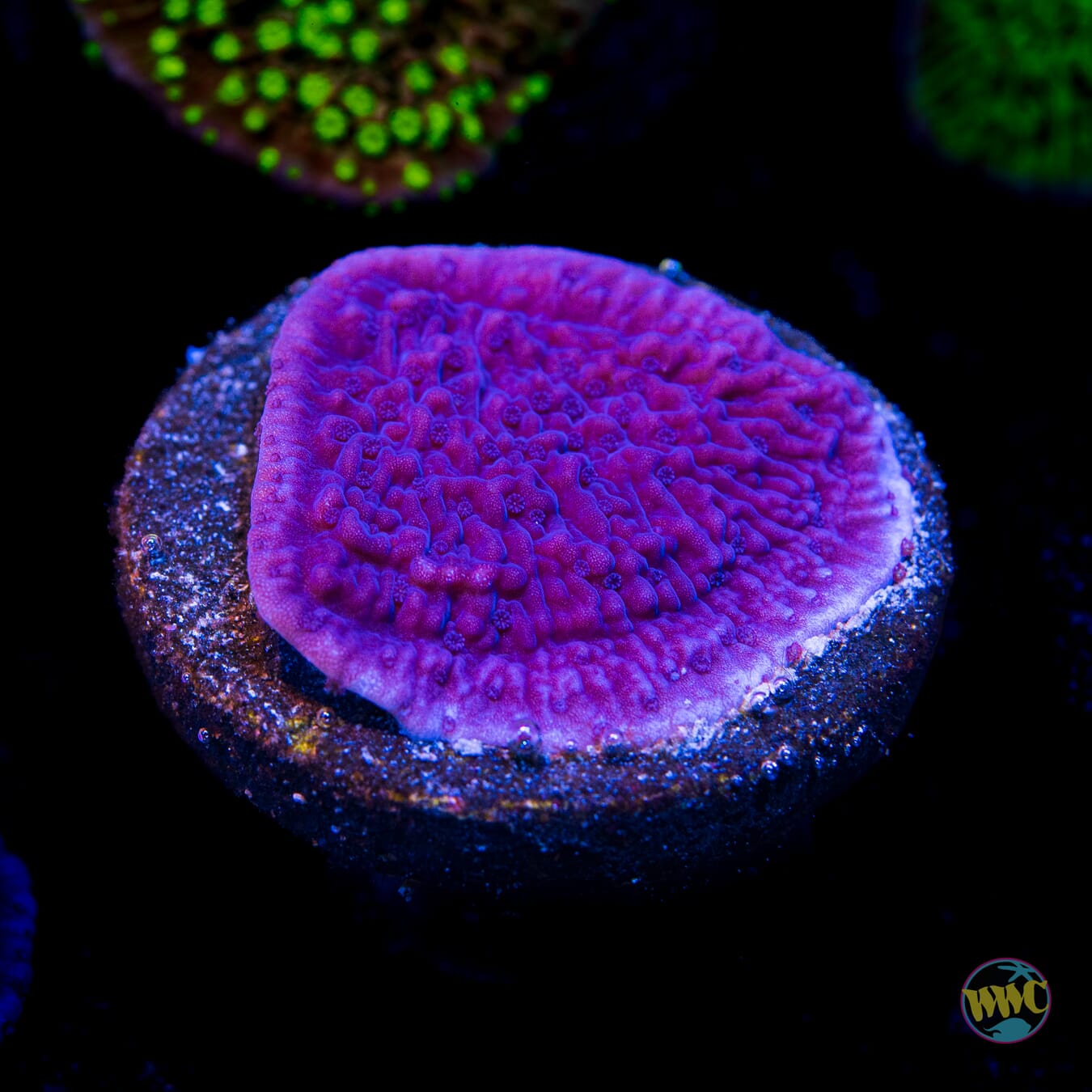 Vivid's Purple Cap Montipora