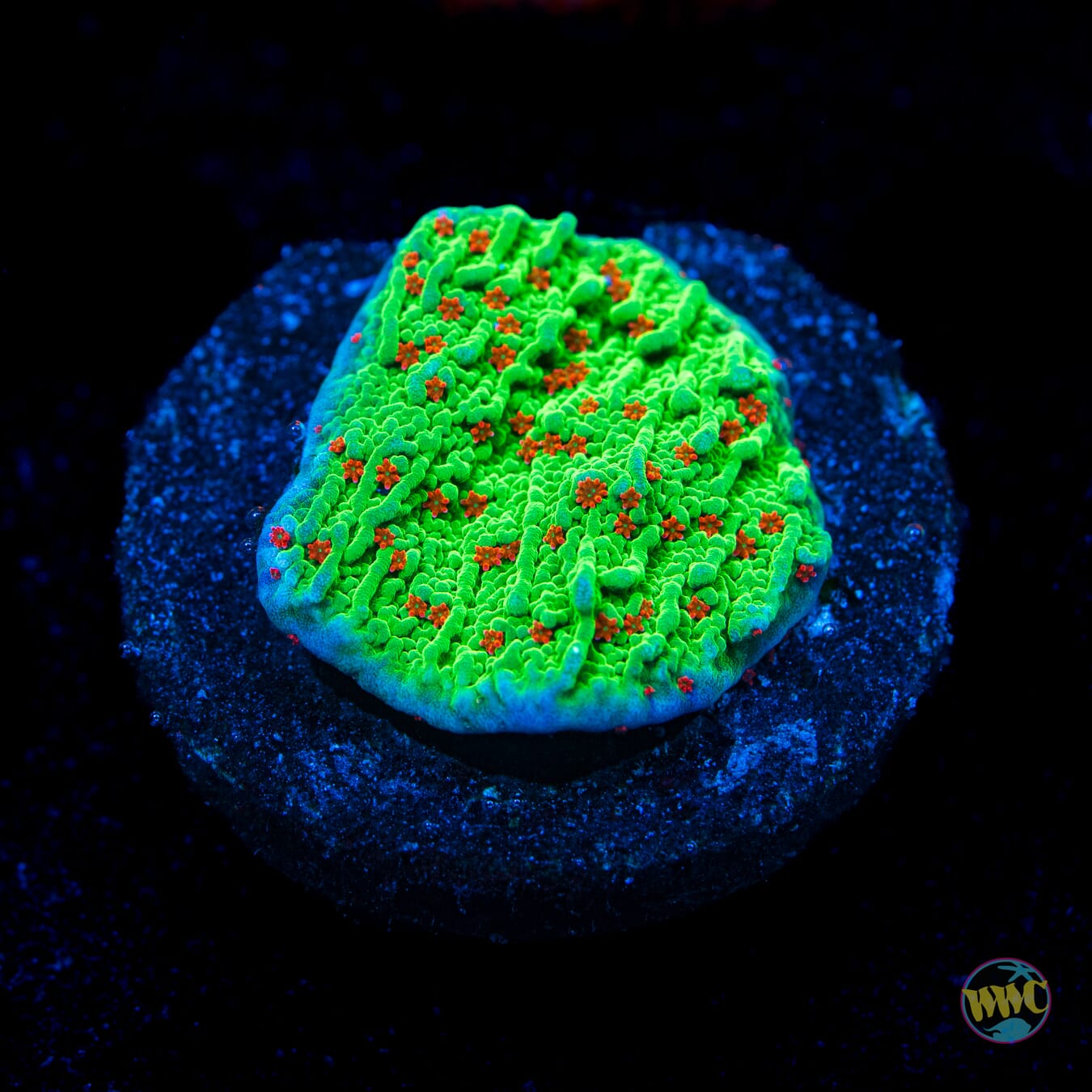 Seasons Greetings Montipora