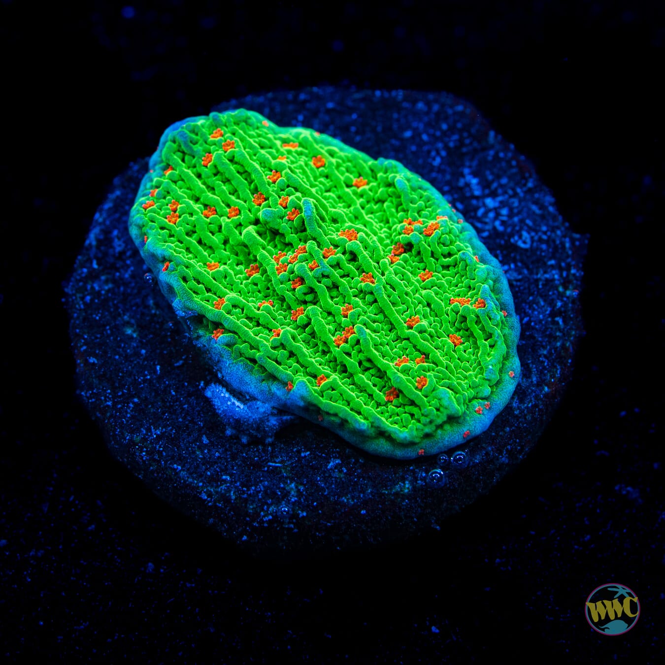 Seasons Greetings Montipora