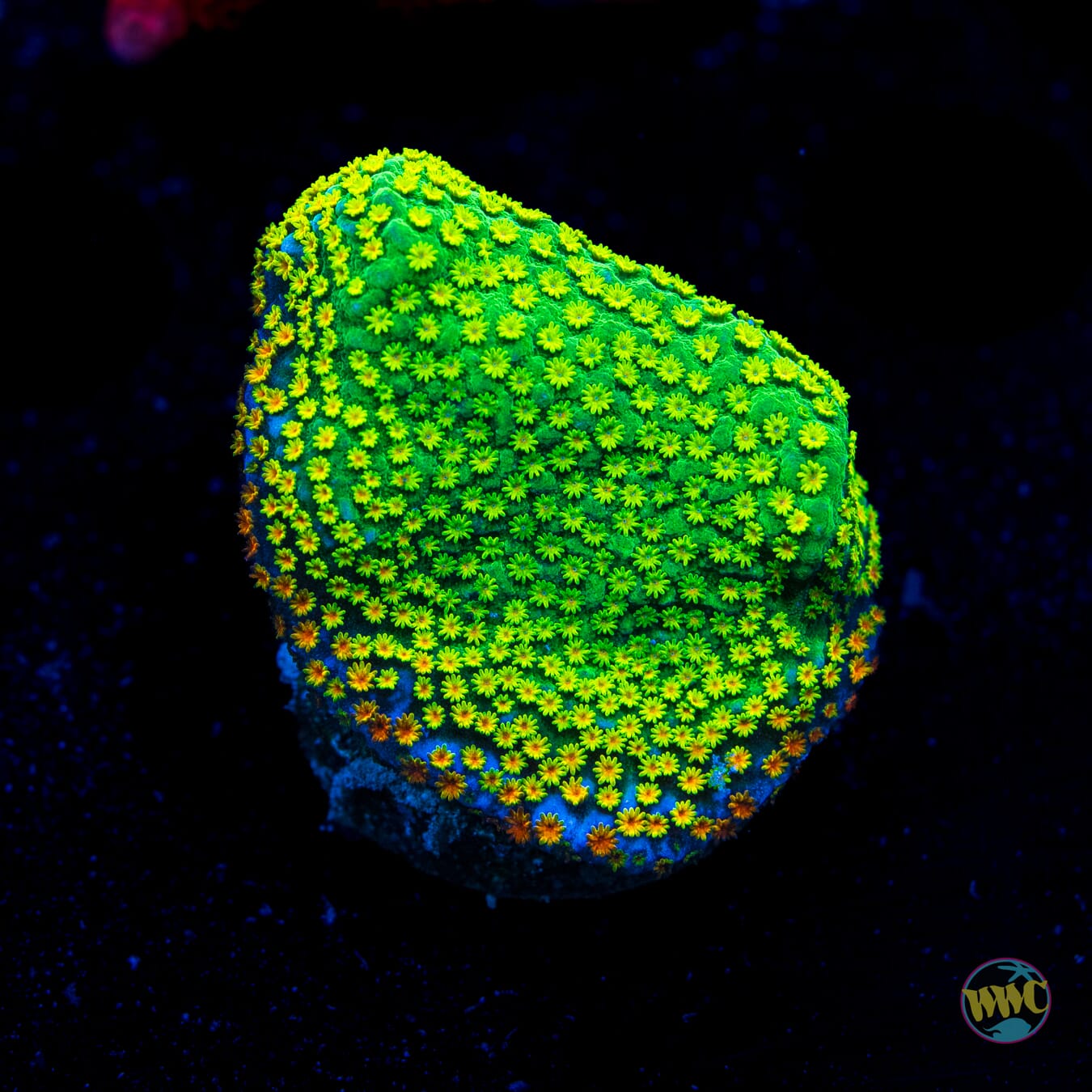 Rainbow Montipora