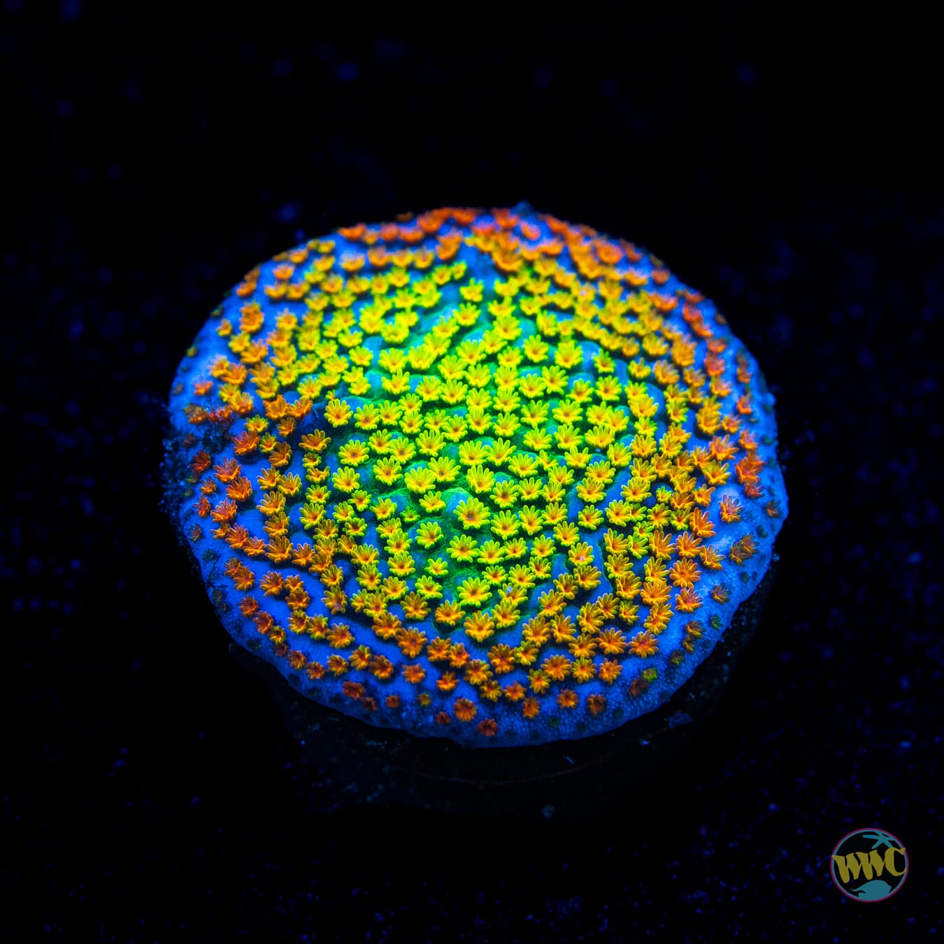Rainbow Montipora
