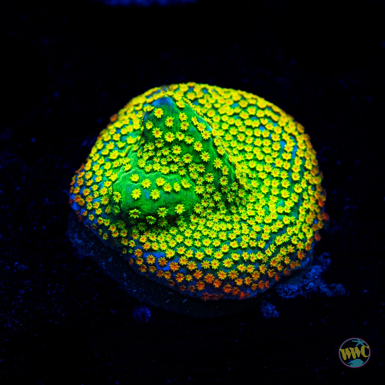 Rainbow Montipora