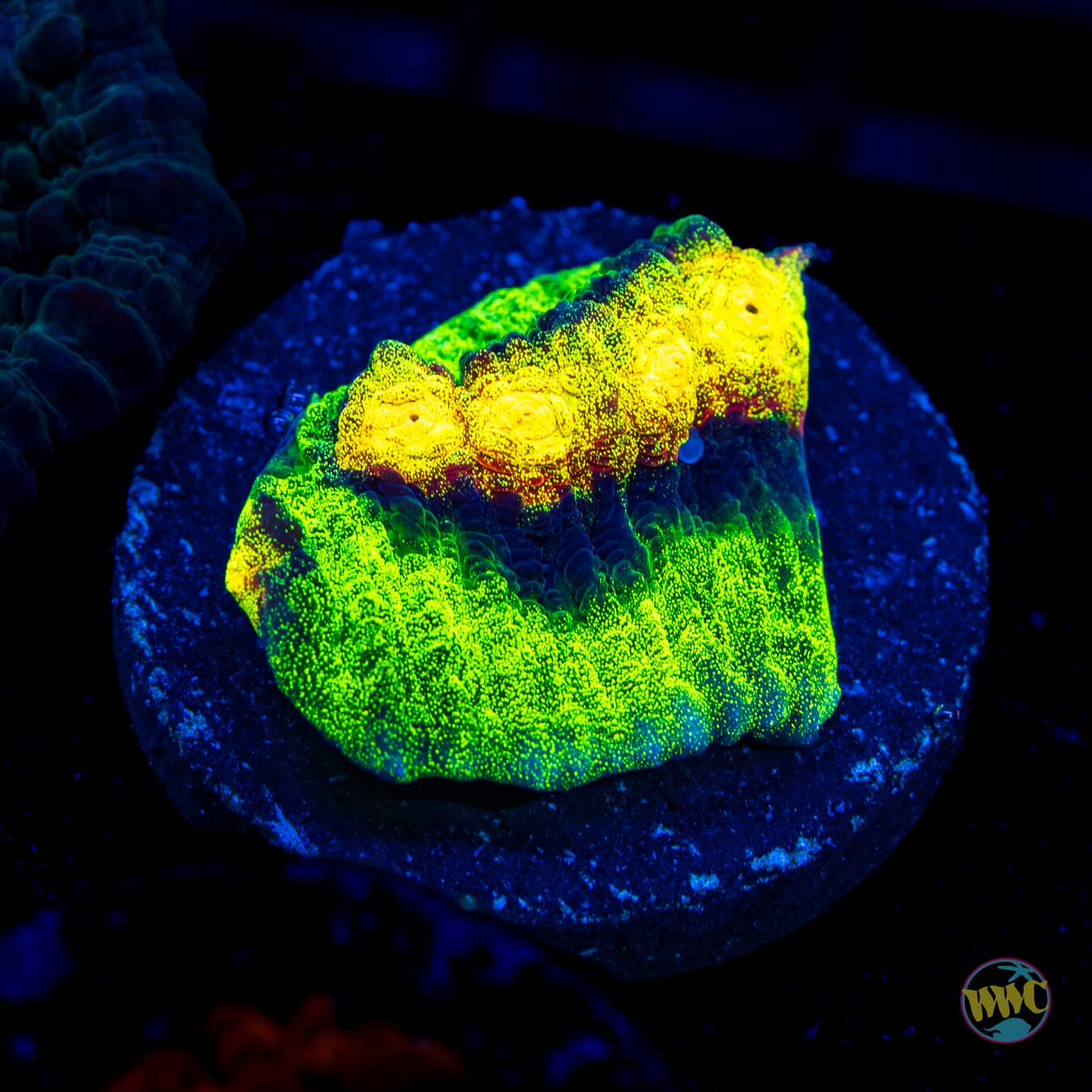 Jason Fox Raja Rampage Chalice