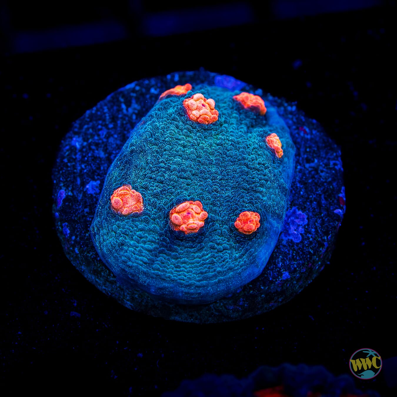 Mango in the Sky Chalice