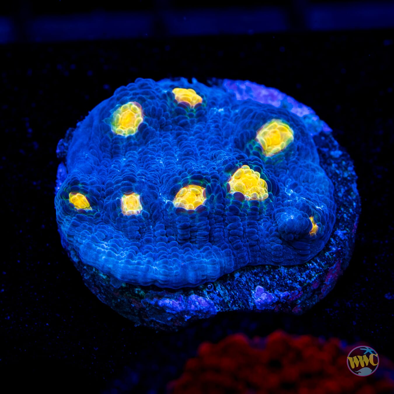 WWC Lucy in the Sky Chalice