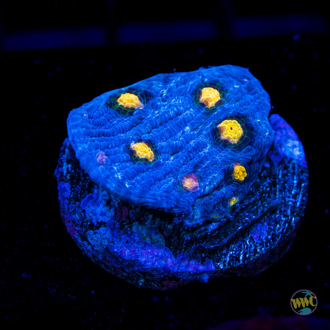 WWC Lucy in the Sky Chalice