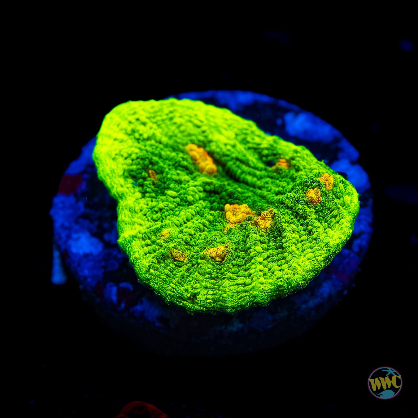 WWC Space Invader Chalice