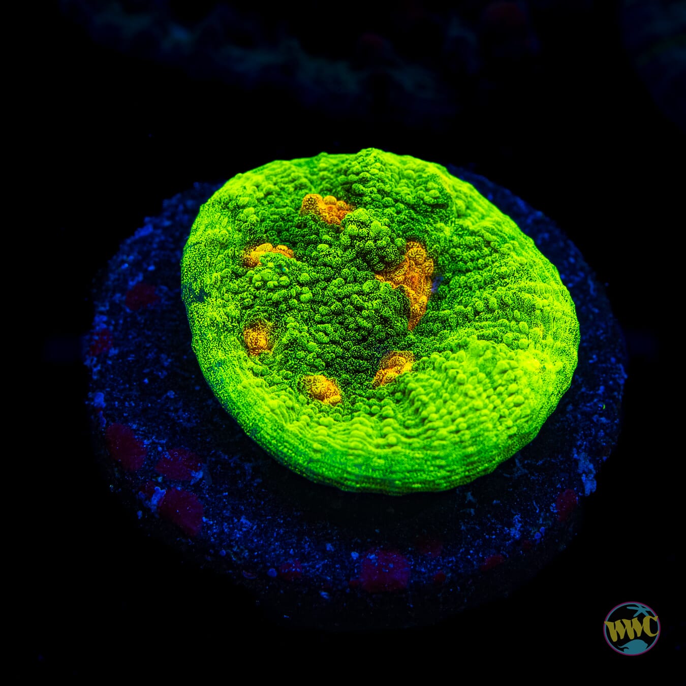 WWC Space Invader Chalice