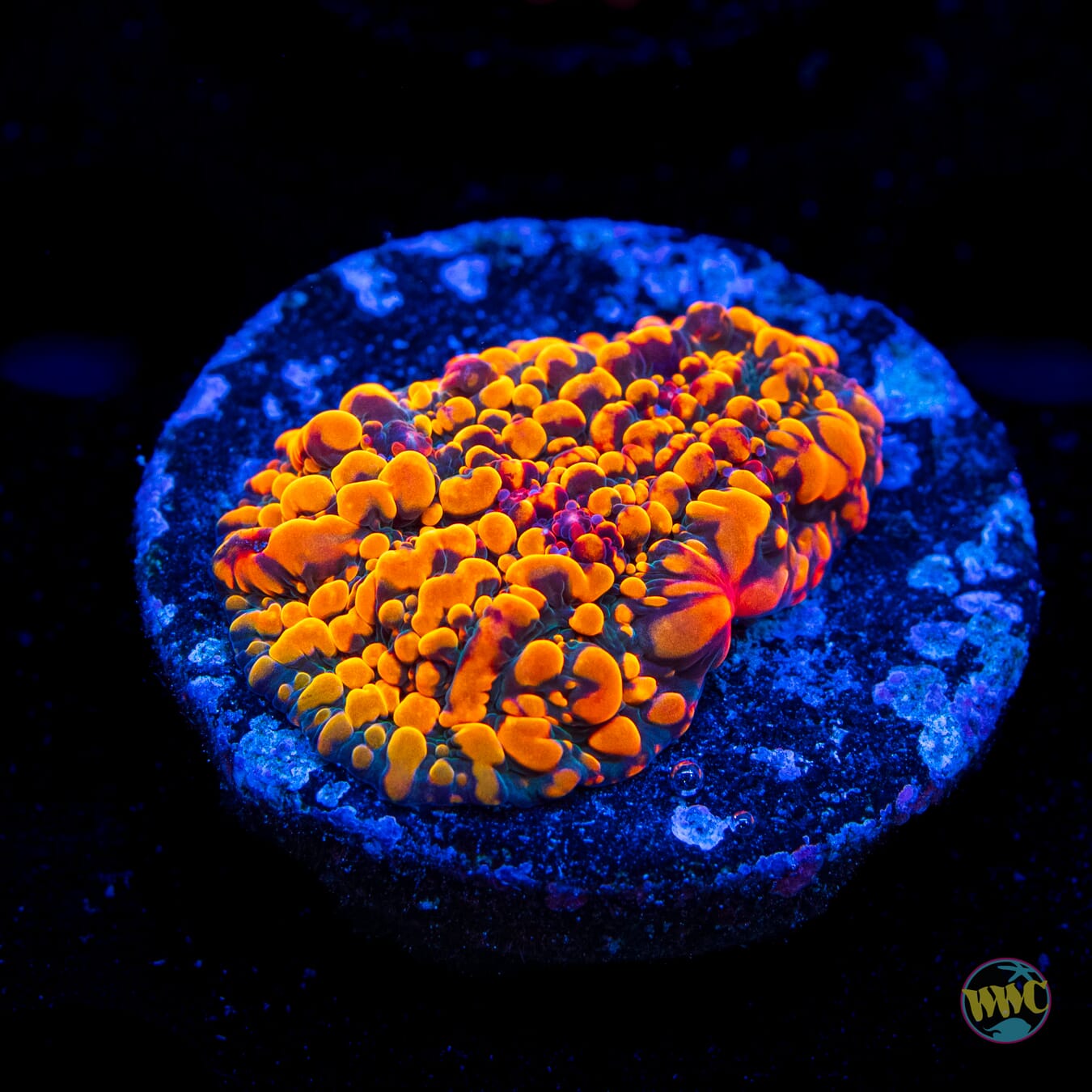 CC Cloudberries Chalice