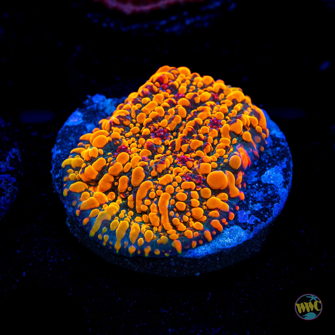 CC Cloudberries Chalice