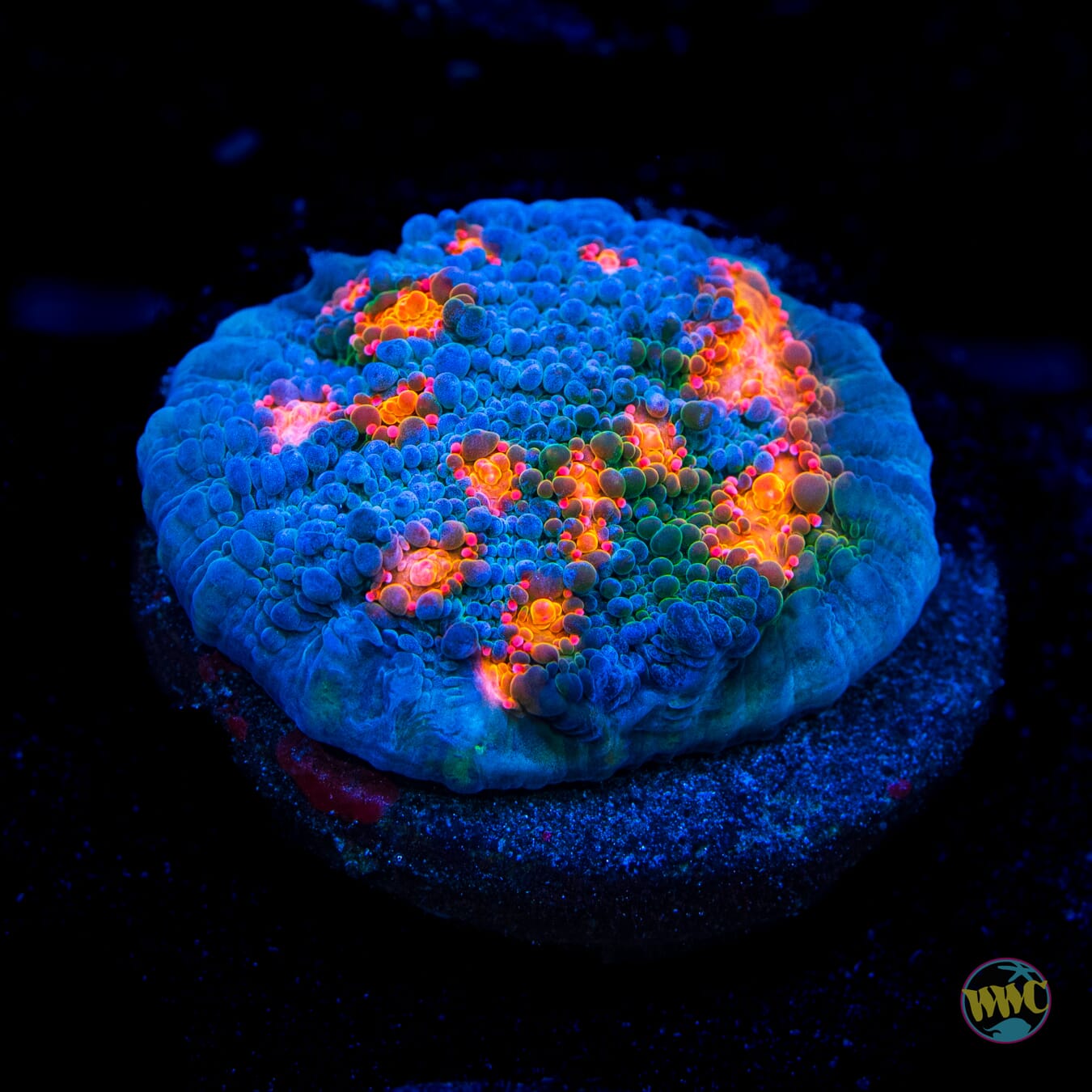 WWC Boogie Man Chalice